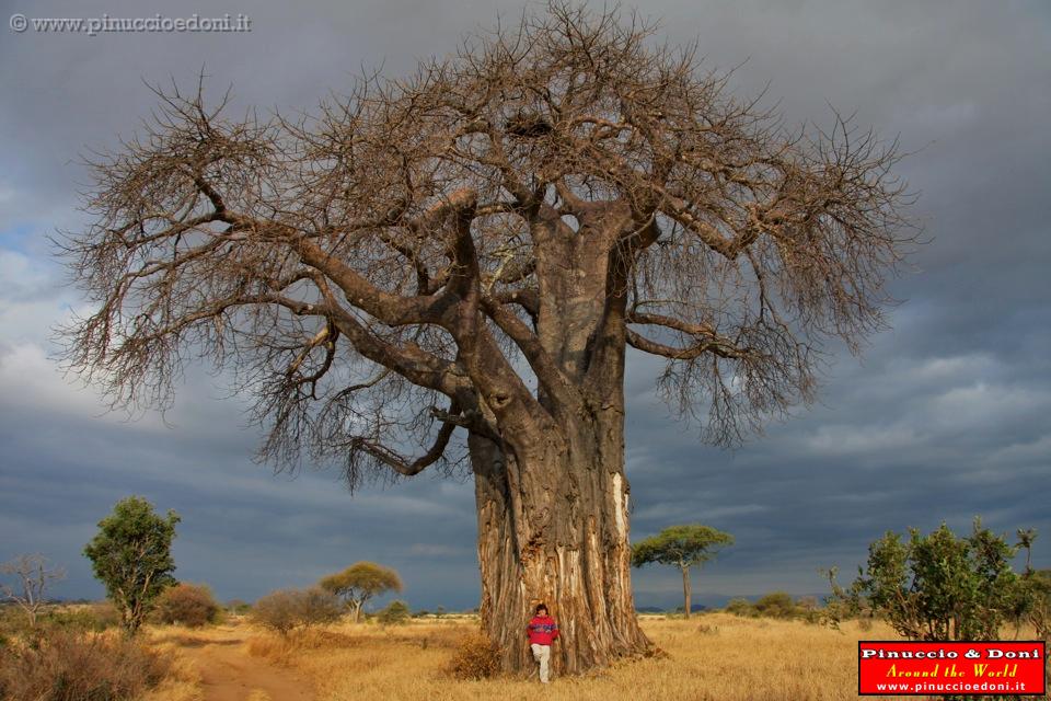 TANZANIA - Tarangire National Park - 55.jpg